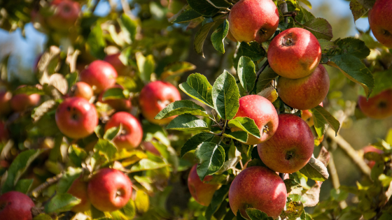 Apple Picking and Farm Experiences to Visit This Fall  | Howard Hanna Coach Realtors