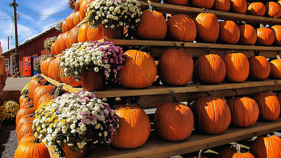 Fall Festivals and Seasonal Events Across Long Island | Howard Hanna Coach Realtors