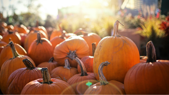 Pumpkin Patches and Fall Fun for All Ages | Howard Hanna Coach Realtors